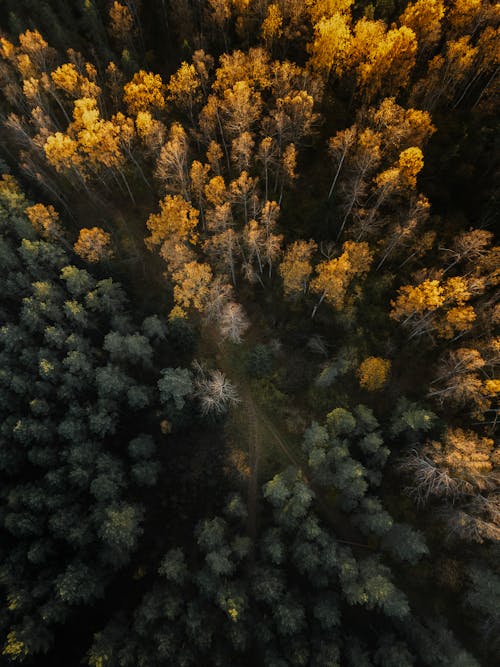 Woods in Fall