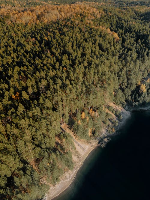 Evergreen Coniferous Forest by the Lake from a Birds Eye View