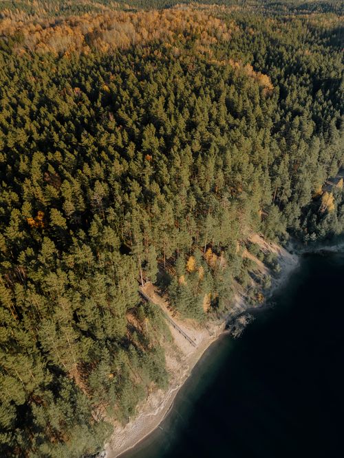 Free Breathtaking aerial shot of a dense coniferous forest by a serene lake in Latvia during autumn. Stock Photo