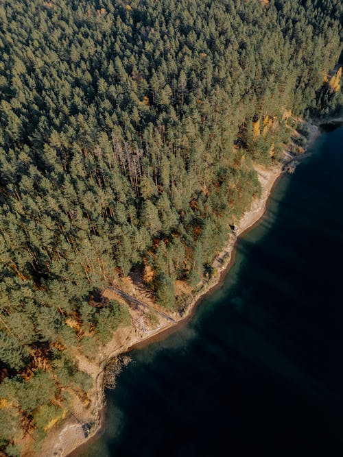 Foto d'estoc gratuïta de bosc, de fulla perenne, foto des d'un dron
