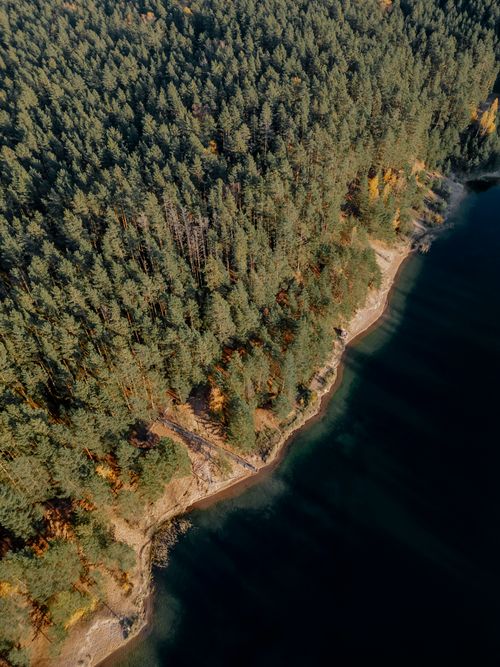 Free Captivating aerial shot of a dense conifer forest and tranquil lake shore in Latvia, showcasing natural beauty. Stock Photo