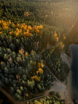 Stunning aerial shot of a sunlit forest in fall colors near a tranquil lakeside.