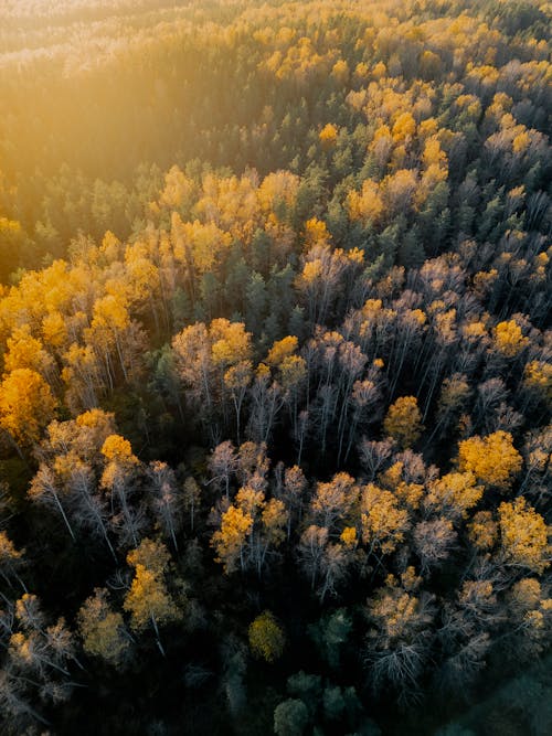 Flight Over the Autumn Forest