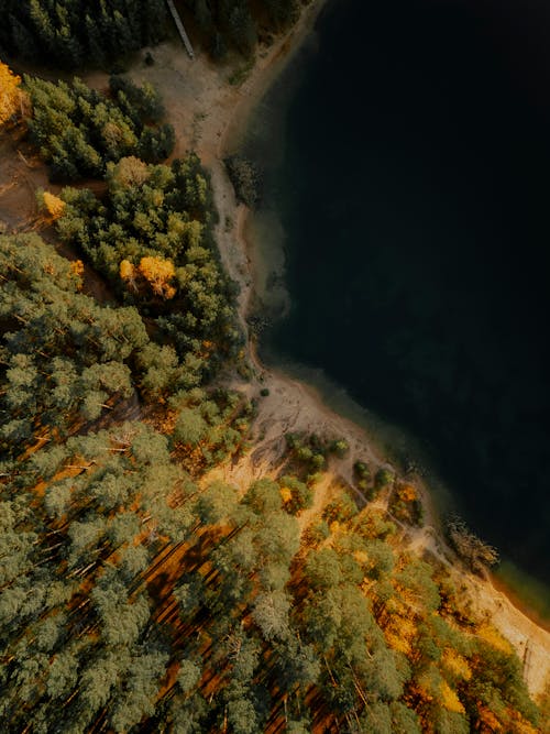 Top View of a Body of Water and Forest
