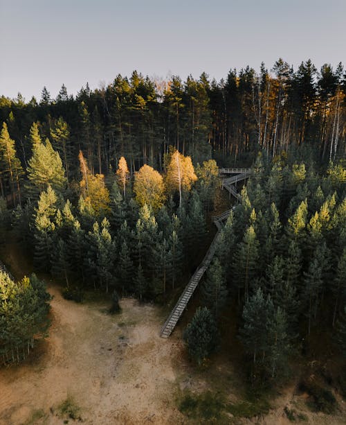 Stairs Among Trees in Park