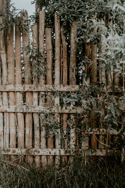 Rustic Bamboo Fence