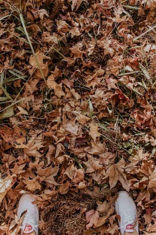 Gratis stockfoto met aarde, bladeren, herfst