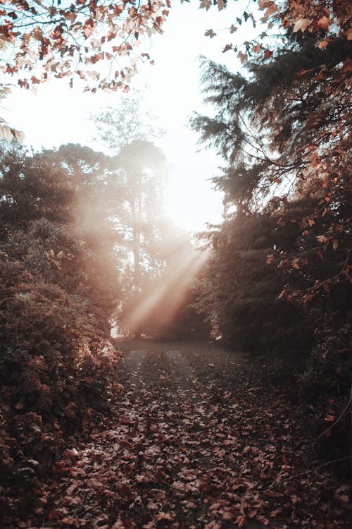 View of a Park in Autumn 