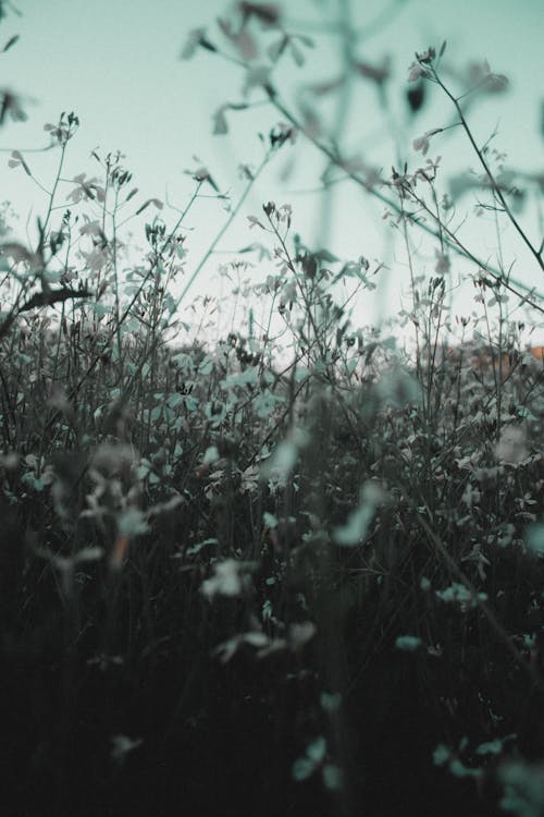 Wildflowers with White Petals in the Meadow