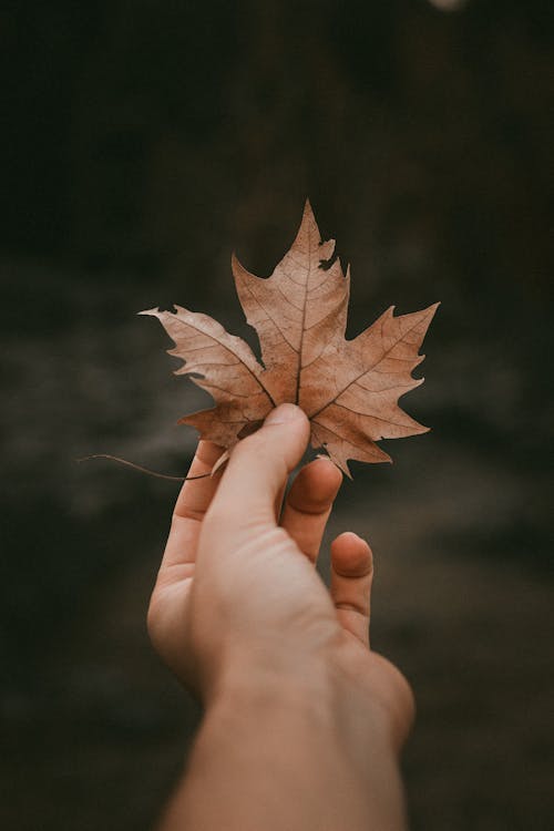 Hand of a Person Holding a Wilted Maple Leaf