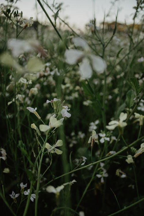 White Flowers on Meadow