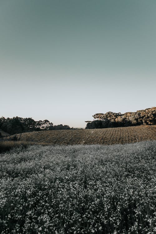 Field of Plants with White Flowers