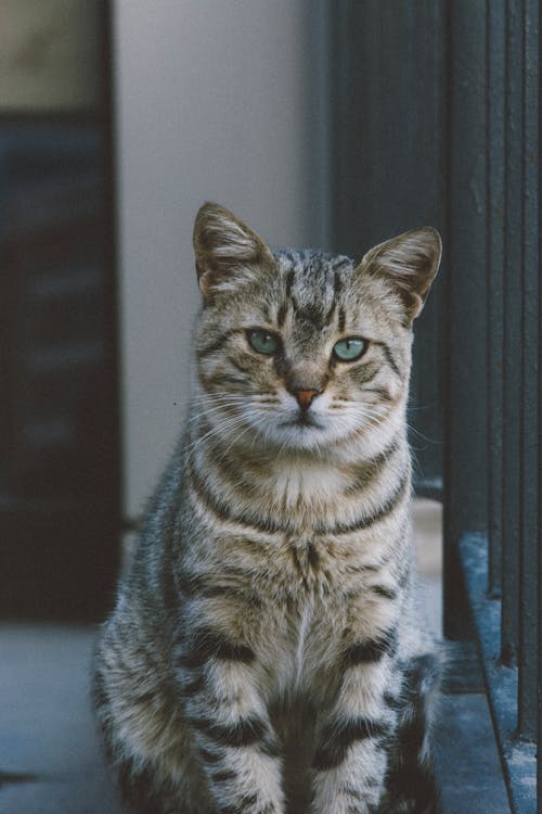 Photo of a Tabby Cat Sitting by the Balustrade 