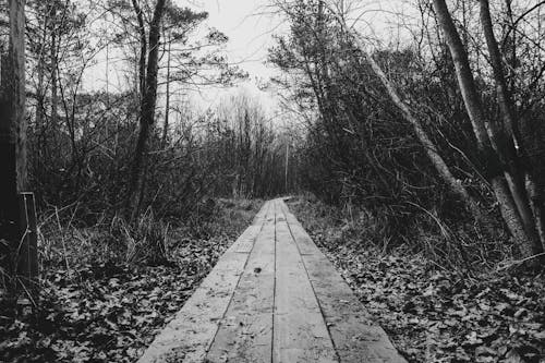 Foto stok gratis alam, hitam & putih, hutan