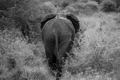 African Elephant in Back View