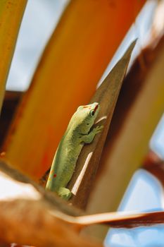 gecko photo