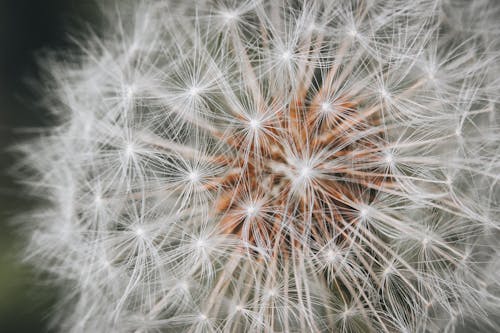 Dandelion Seed Head