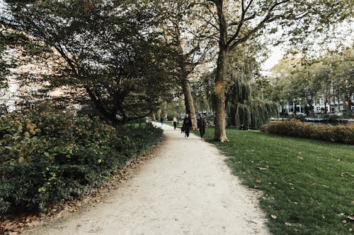 Gratis stockfoto met bomen, gras, lopen