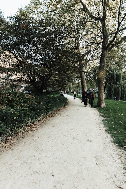 Imagine de stoc gratuită din arbori, cale, cărare