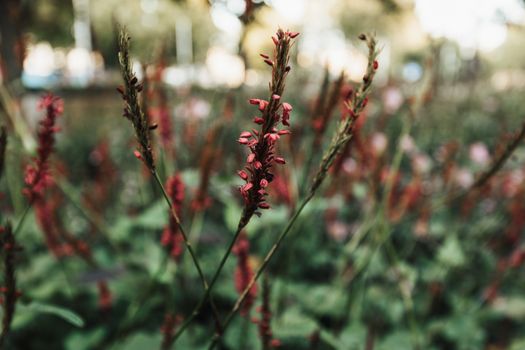 Close-up of Red Bistort Flowers