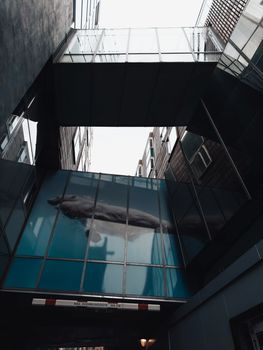 Contemporary urban architecture featuring a striking whale mural in Amsterdam.