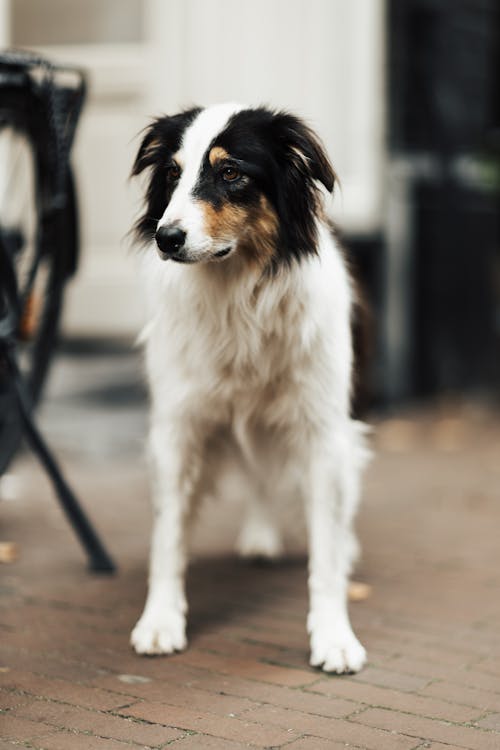 Cute Fluffy Dog on the Sidewalk