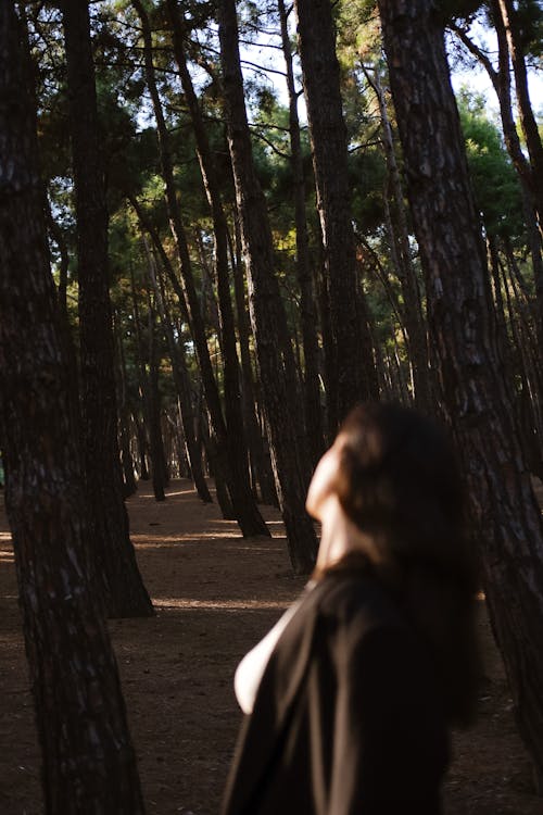 Immagine gratuita di abbattimento di alberi, acero, alba