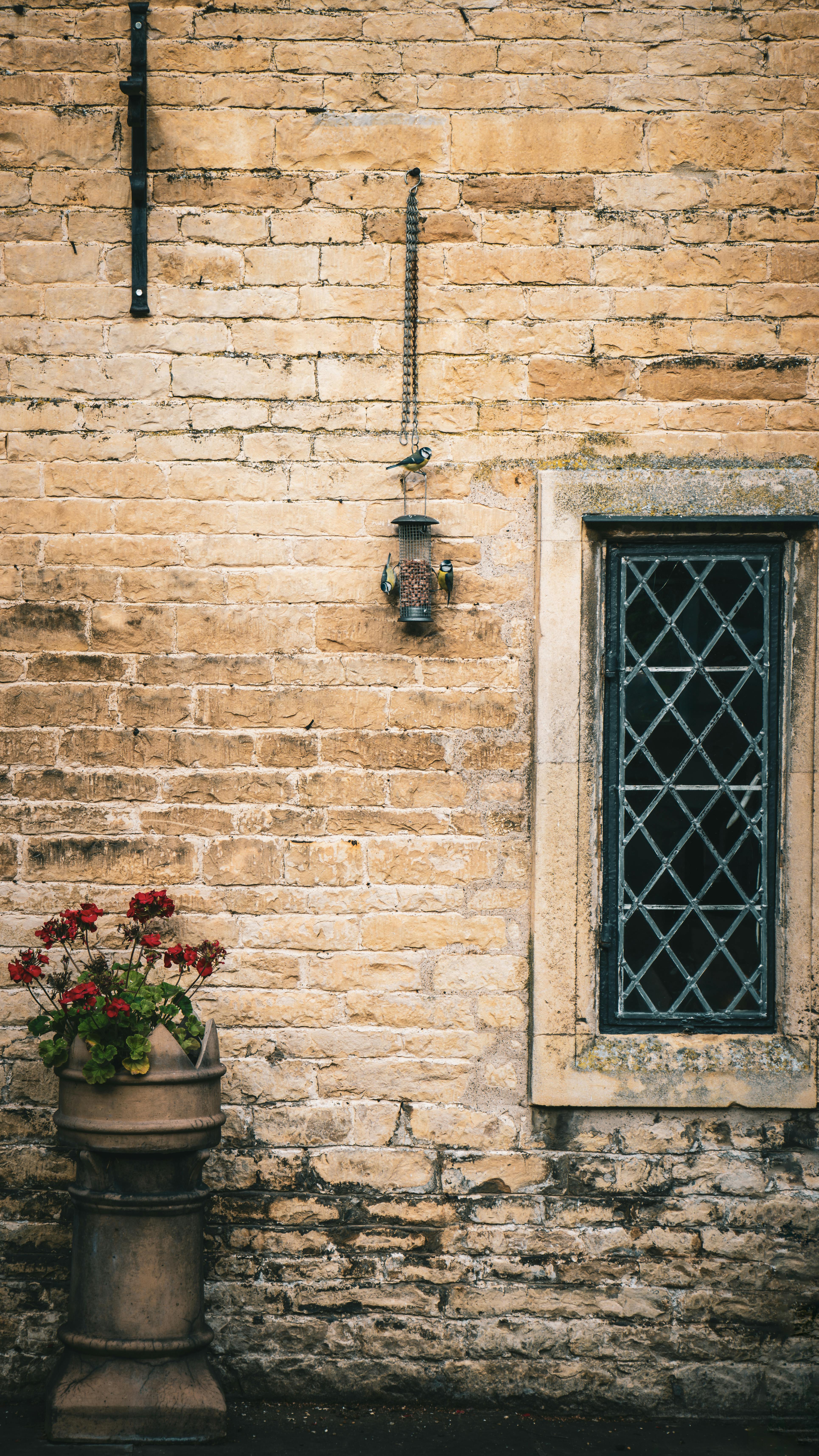 Blue Tits on Bird Feeder Hanging on Old House Wall · Free Stock Photo