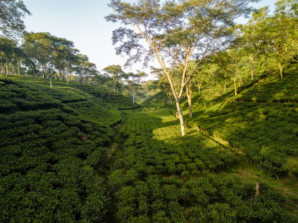 Tea Garden Visit