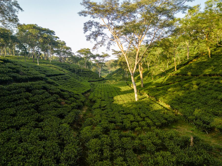 Sikkim & Darjeeling