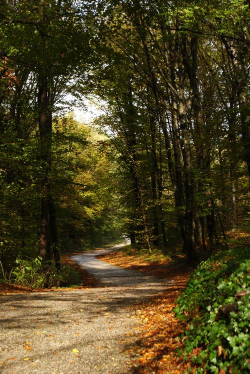 Free A peaceful forest path surrounded by autumn trees and natural beauty. Stock Photo