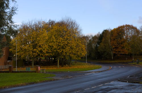 Darmowe zdjęcie z galerii z asfalt, drzewa, jesień