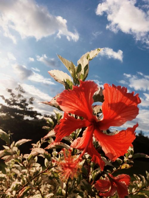 Free stock photo of flowers, plant lover Stock Photo