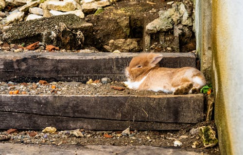 Ginger Rabbit Lying on the Steps