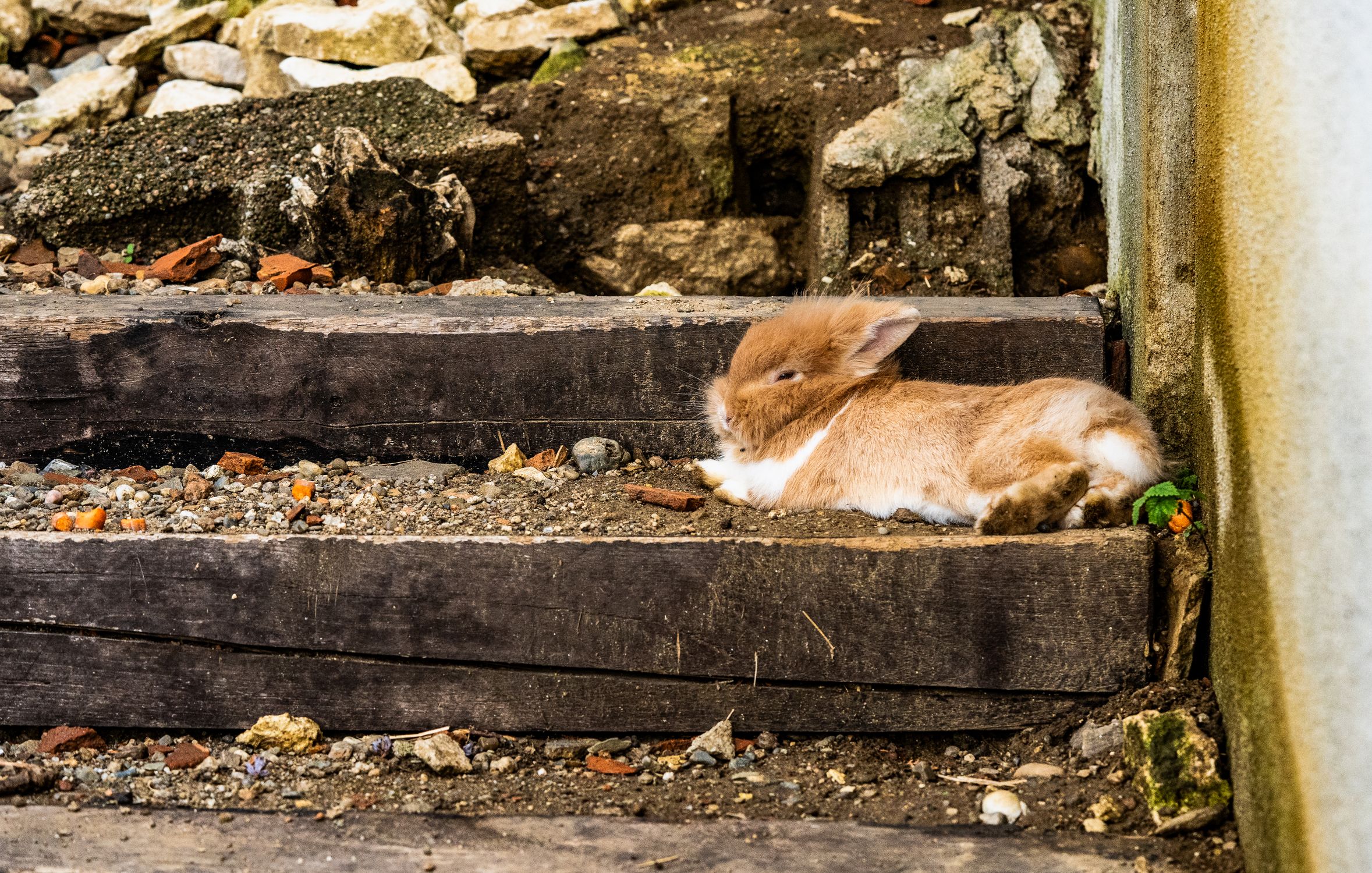 Ginger Rabbit Lying on the Steps · Free Stock Photo