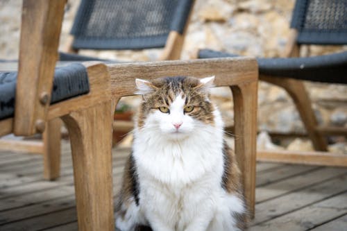 Fluffy Cat Sitting Under a Chair on the Terrace