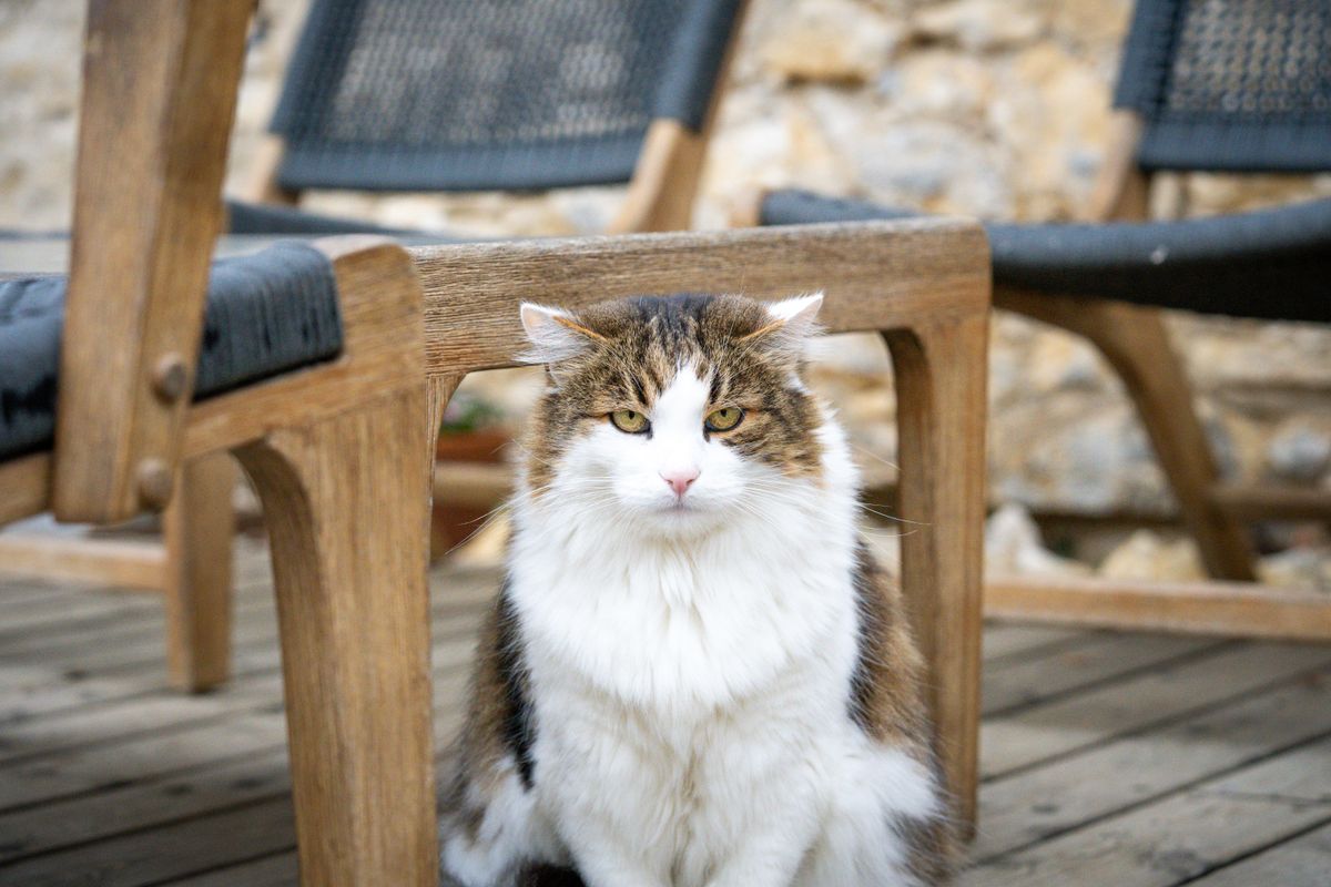 Le Chat vs ChatGPT : la France a-t-elle son champion IA ?
