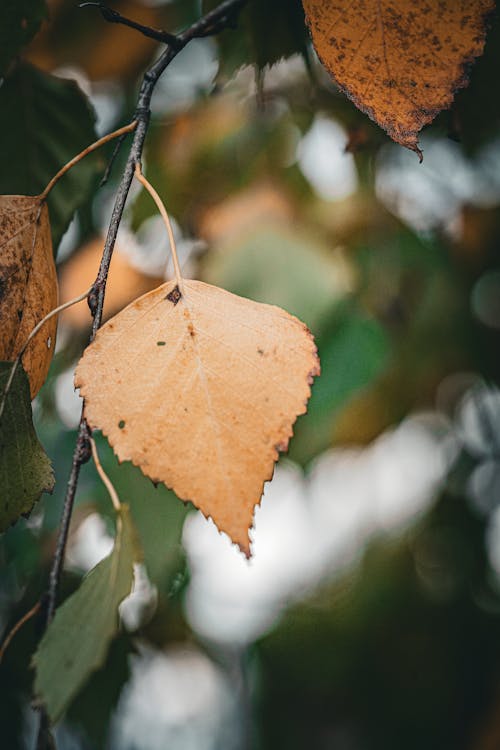 Close up of Autumn Leaf