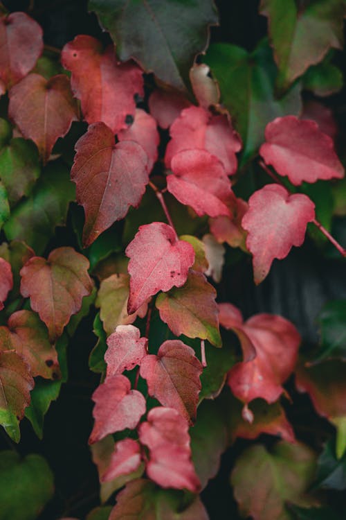 Pink Leaves of Ivy Plant