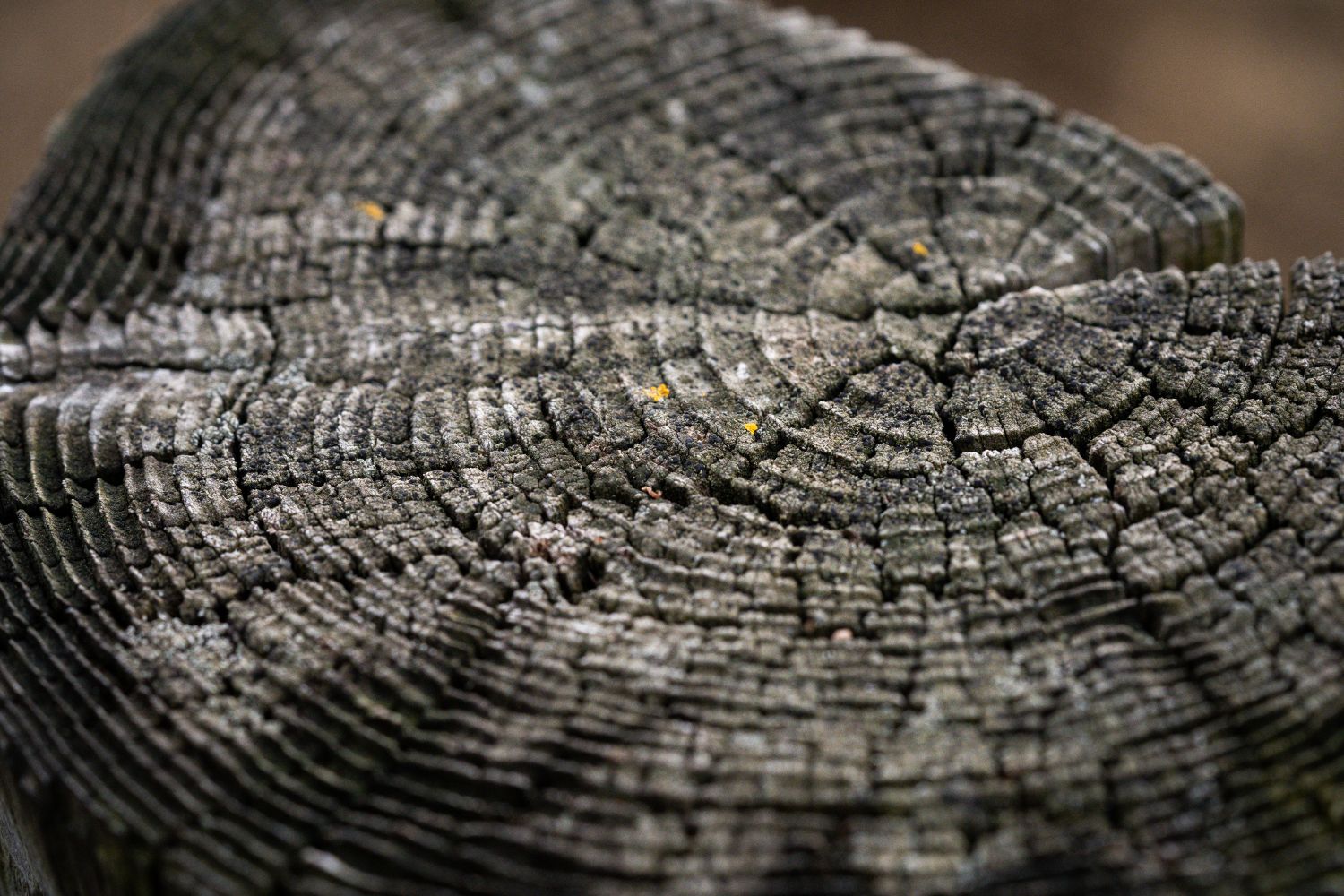 Debarked Trees Photos, Download The BEST Free Debarked Trees Stock ...