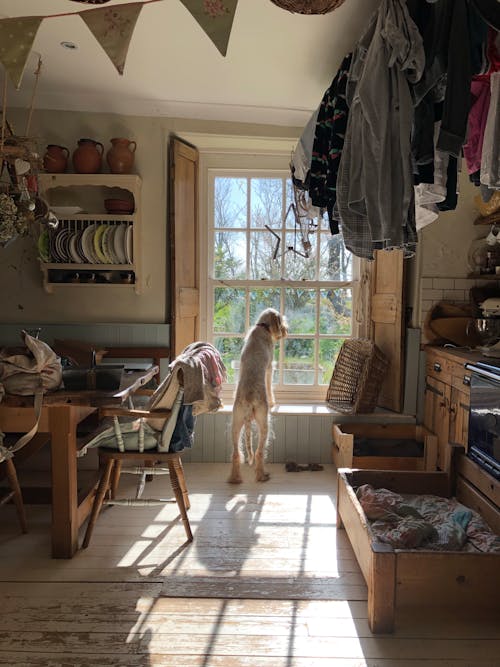 Dog at Kitchen Window