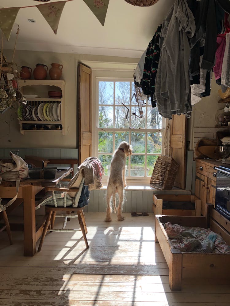 Dog At Kitchen Window