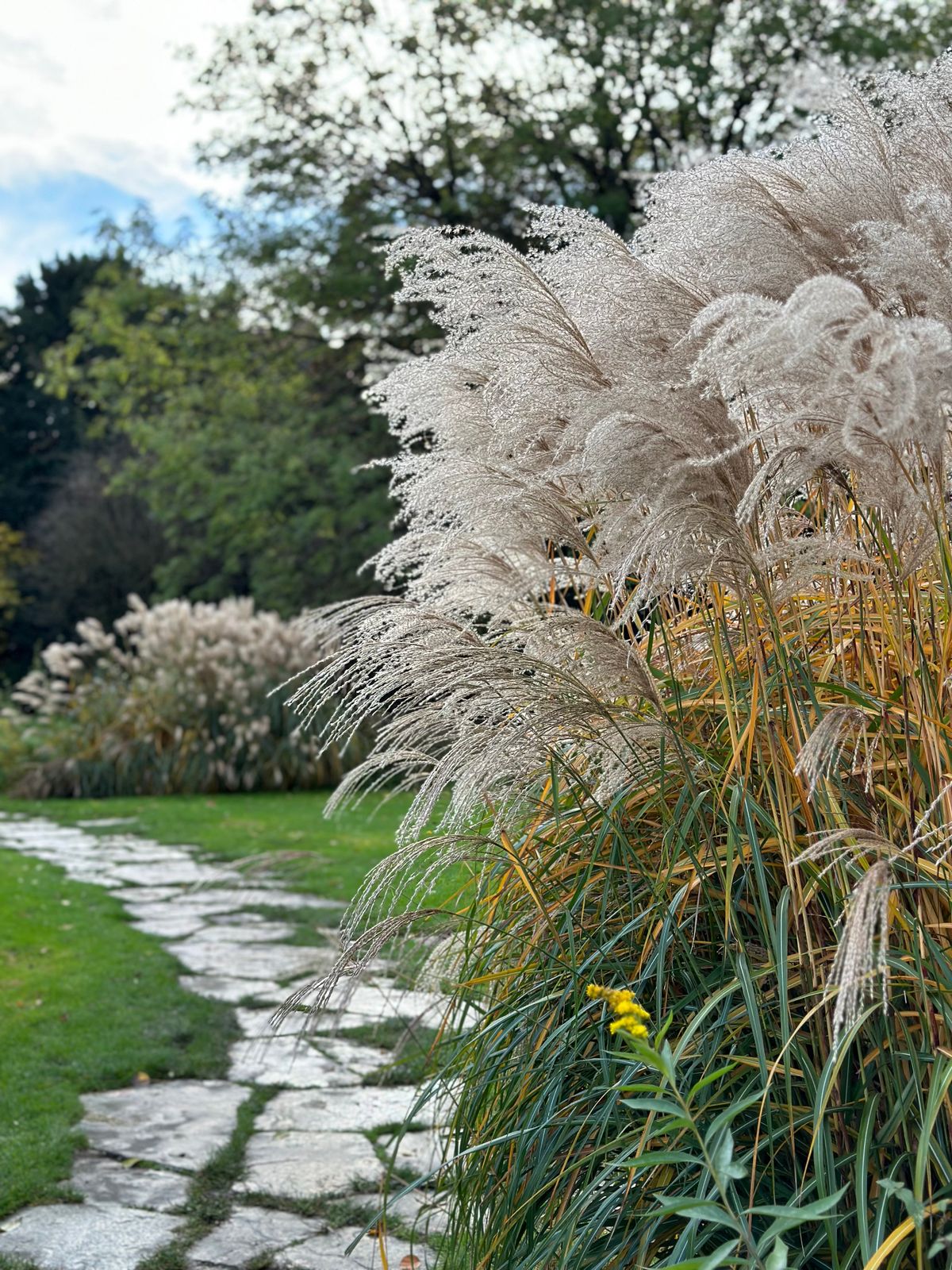 Stone path through a bed of ornamental grasses