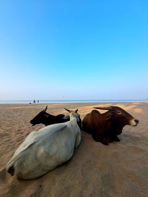 Free Three cows lie peacefully on sandy beach under a clear blue sky, creating a tranquil scene. Stock Photo
