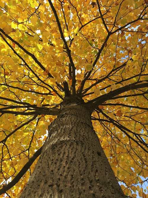Yellow Leaves on Tree in Autumn