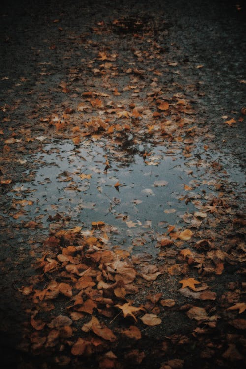 Leaves Fallen in Puddle in Autumn 