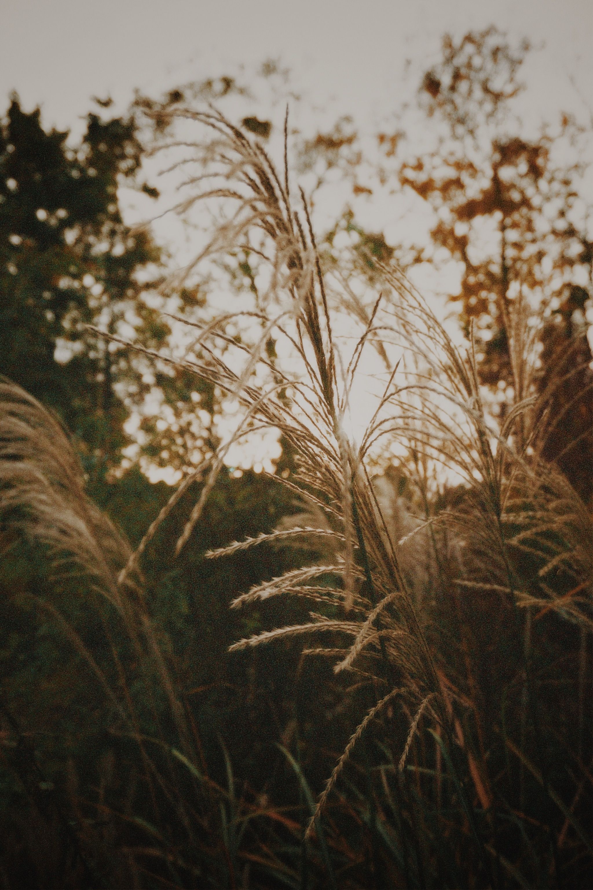 Tall Grass Growing in Field · Free Stock Photo