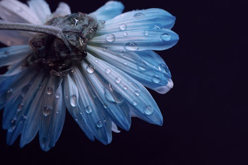 Water Droplets on Blue Flower on Black Back