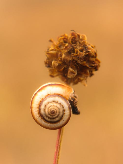 Snail Shell on Flower
