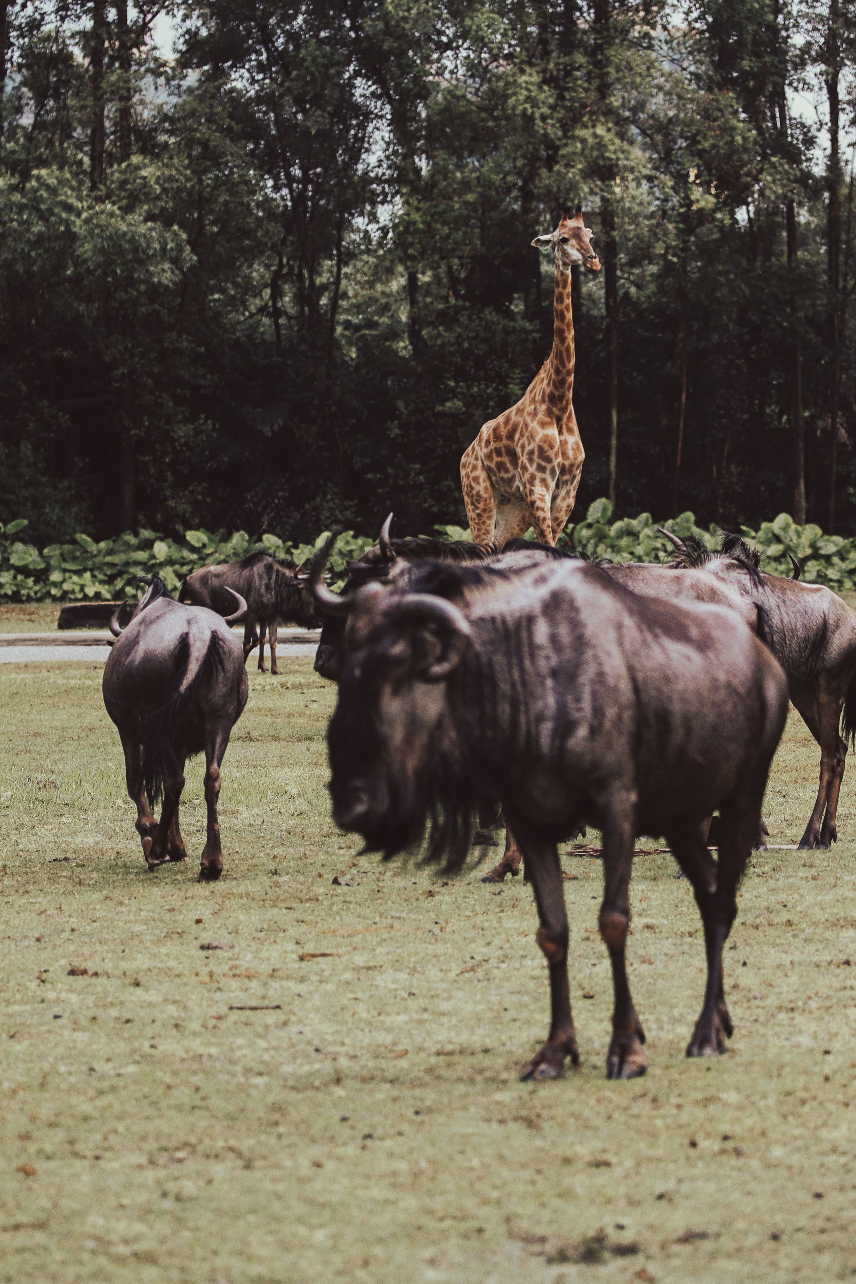 Giraffe and wildebeests roam freely in a lush, green environment, surrounded by trees.